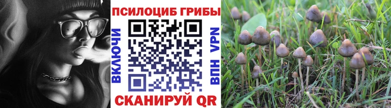 Галлюциногенные грибы Psilocybe  Купить закладки  Тара 